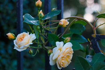 A branch of gorgeous fresh soft yellow spray roses on the old forged fence at the garden at the cloudy day