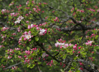 Apfelblüte