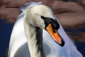 portrait of a swan