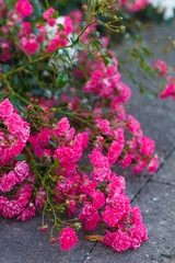A branch of gorgeous small bright pink ground cover roses on the walk path at the garden