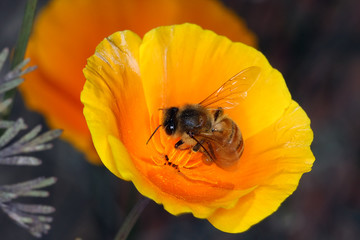 Bee, Apis, Blossom, Nectar, Honey, Thuringia, Germany, Europe
