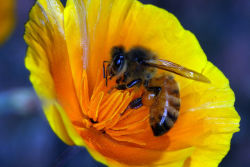 Bee, Apis, Blossom, Nectar, Honey, Thuringia, Germany, Europe