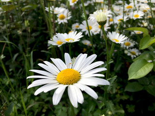 Oxeye daisy, Marguerite closeup with green background