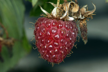 Raspberry, Wild raspberry, Raspberry fruit, Thuringia, Germany, Europe