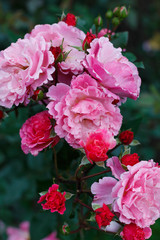 A bunch of gorgeous hot pink spray roses in the garden after the rain