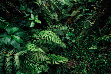 tropic leaf background jungle leaves