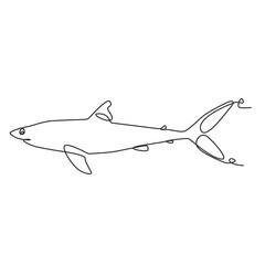 Shark one line drawing on white isolated background.