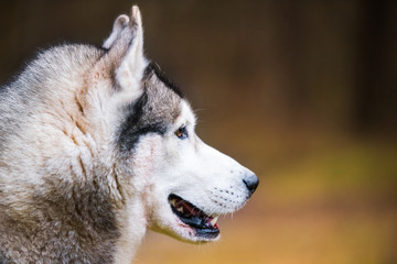 Husky dog close up muzzle profile portrait on nature