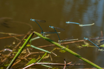 Blue tailed dragonfly damselfly insects perched on grass stick closeup on pond water background