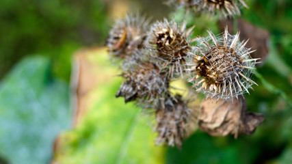 Prickly brown fruits of burdock on a sunny day. White spider web, closeup