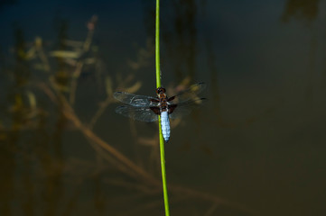 Dragonfly insect perched on grass stick closeup on pond water background