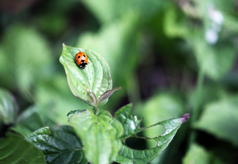 Ladybug sitting on a flower leaf warm spring day on a leaf insect beetle
