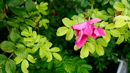 Flowering pink rosehip with green leaves. Spring, summer botany photo