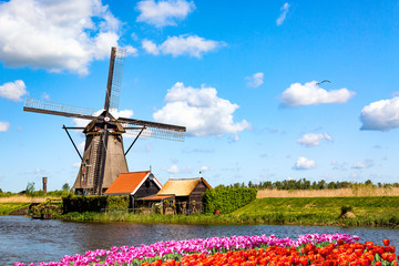 Colorful spring landscape in Netherlands, Europe. Famous windmills in Kinderdijk village with a tulips flowers flowerbed in Holland. Famous tourist attraction in Holland