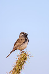 Black-throated Sparrow