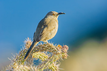 Curve-billed Thrasher