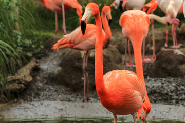 flamingo in zoo