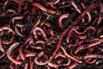 Many living earthworms for fishing in the soil, background