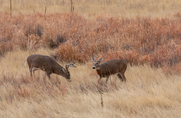 Pair of Whitetail Deer Bucks in the Fall rut