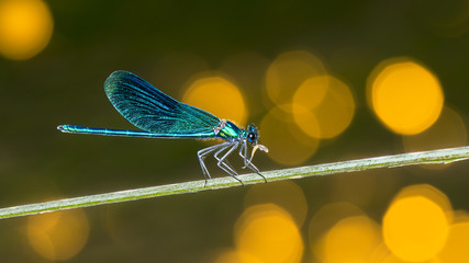 Feeding male banded demoiselle dragonfly profile on green stem. Calopteryx splendens. Odonata. Predatory damselfly eating a caught prey. Cute blue insect with closed wings. Yellow bokeh on background. - obrazy, fototapety, plakaty