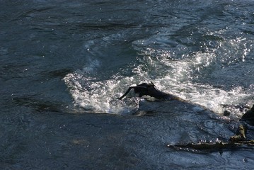 rugged mountain stream with bubbles, magical water structure with colourful tints