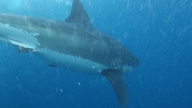Amazing Great White Shark Swimming in Crystal Clear Water During Shark Cage Dive in Port Lincoln South Australia