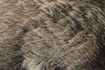 grey brown long hair of wild pig, background image