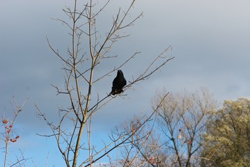 hungry black raven on thin branch of bare tree against cloud with negative space for your advertising