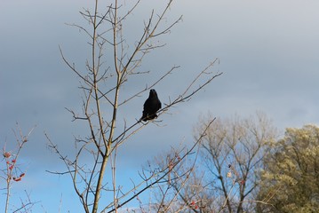 hungry black raven on thin branch of bare tree against cloud with negative space for your...