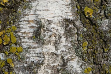 find face in picture