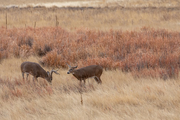Naklejka na ściany i meble Pair of Whitetail Deer Bucks in the Fall rut