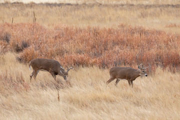 Pair of Whitetail Deer Bucks in the Fall rut