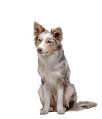 the dog is sitting. Border Collie in the studio. Animal on a white background.