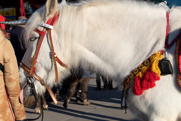 A white horse licks the hand of his mistress, showing her his affection.