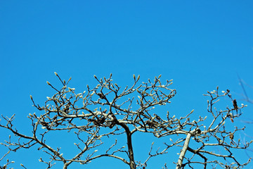 겨울 목련꽃망울