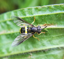 Two-banded wasp hoverfly, Chrysotoxum bicinctum