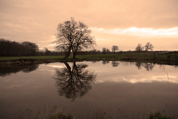 Fototapeta na wymiar Silhouette of a tree and reflection in a lake in the countryside in Burgundy in winter