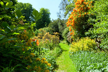 Spring garden with grass path between orange and yellow flowering  rhododendrons , in an English countryside on a sunny day .