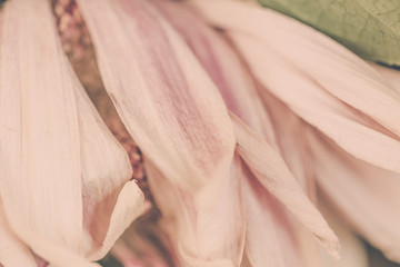 Fototapeta na wymiar Abstract close-up of a pink chrysanthemum flower. Macro Golden Daisy background.