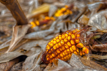 Corn cobs on ground missed during harvesting of field crop in a small town in Upstate NY