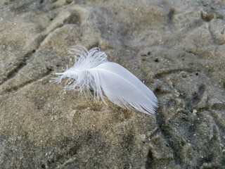 Bird feather, loose in the sand, near the footprints of birds, at the edge of the lagoon, during low tide, in blue sky day, few clouds, top view, in Itaipu, Niteroi, RJ, Brazil.