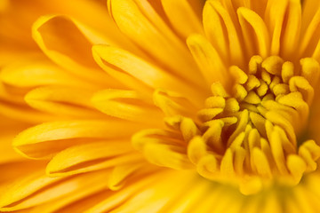 Abstract close-up of a yellow chrysanthemum flower. Macro Golden Daisy background.