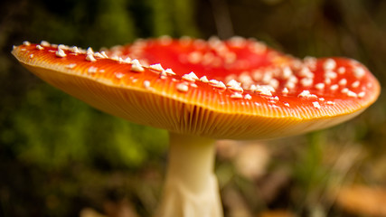 Close-up of a Amanita poisonous mushroom in nature. Fly amanita (Amanita muscaria) mushroom