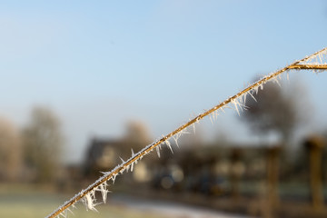 Hoar-frosted reed grass with needles of ice in sunlight close-up