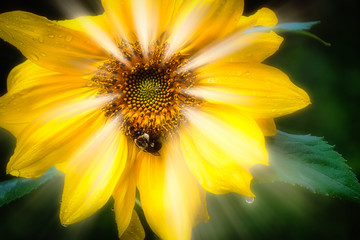 Bee on sunflower with rays of light coming from center seed cluster in my yard in Upstate NY