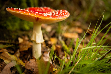 Close-up of a Amanita poisonous mushroom in nature. Fly amanita (Amanita muscaria) mushroom