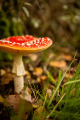 Close-up of a Amanita poisonous mushroom in nature. Fly amanita (Amanita muscaria) mushroom