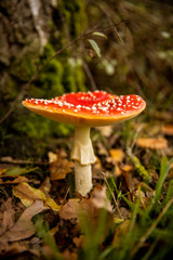 Close-up of a Amanita poisonous mushroom in nature. Fly amanita (Amanita muscaria) mushroom