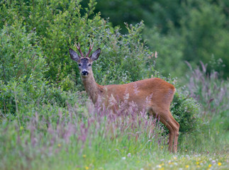 Roe deer buck in a meadow, between grass and shrubs