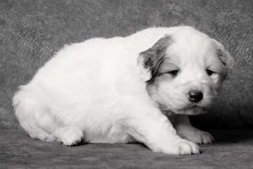 cute white sheperd puppy